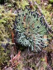 Pilophorus acicularis