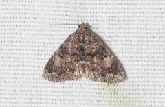 Metalectra miserulata