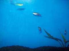 Paracheirodon innesi