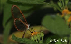 Pteronymia rufocincta