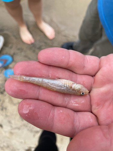 Monkey Goby, Lipliavs'ka, Cherkasy Oblast, UA, photo 9 of 10