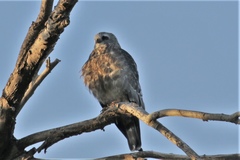 Ictinia mississippiensis