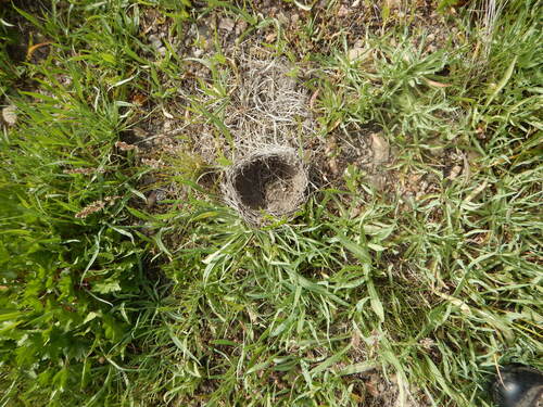 iNaturalist observation photo of Birds