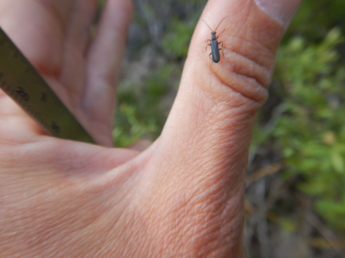 iNaturalist observation photo of Podabrini