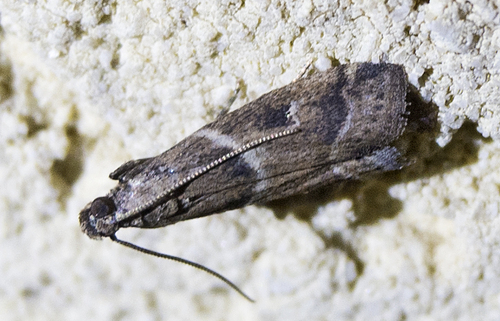 Phycide de La Harpe