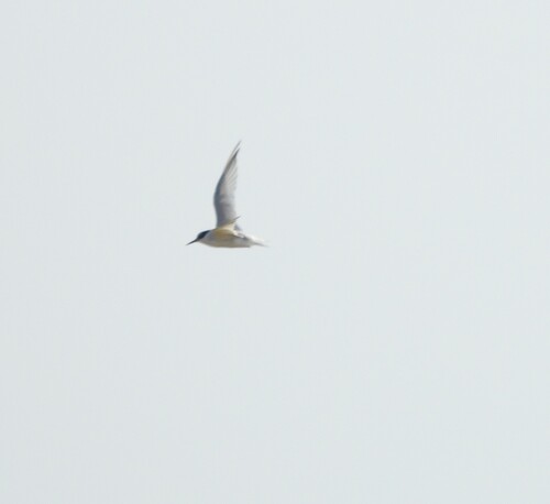 iNaturalist image