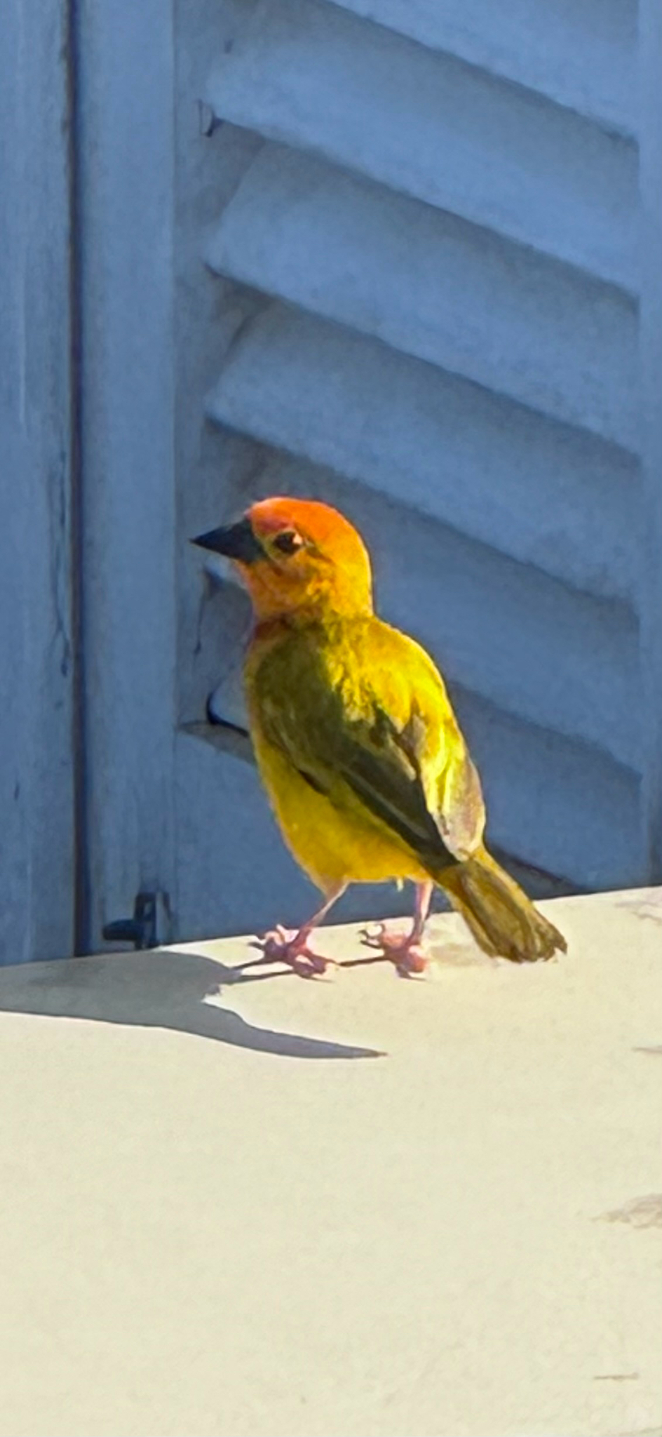 Golden Palm Weaver illustration