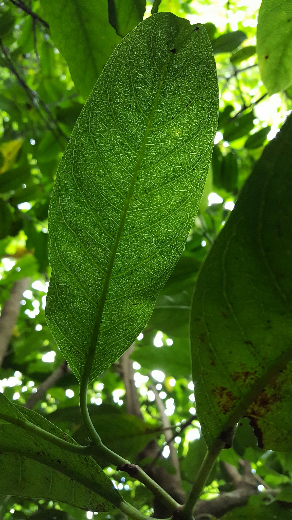 Flueggea neowawraea