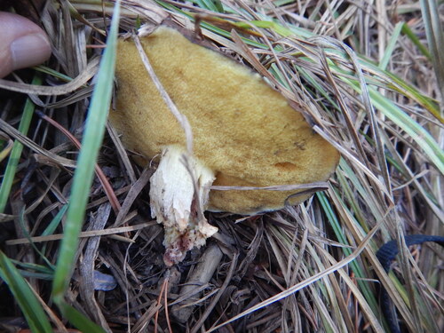 iNaturalist observation photo of Slippery Jacks