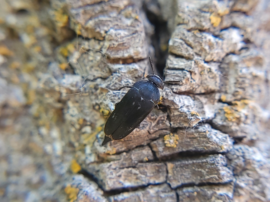 Mordella quadripunctata