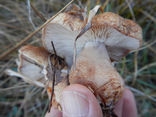 iNaturalist observation photo of russet scaly tricholoma