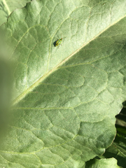 Diabrotica balteata