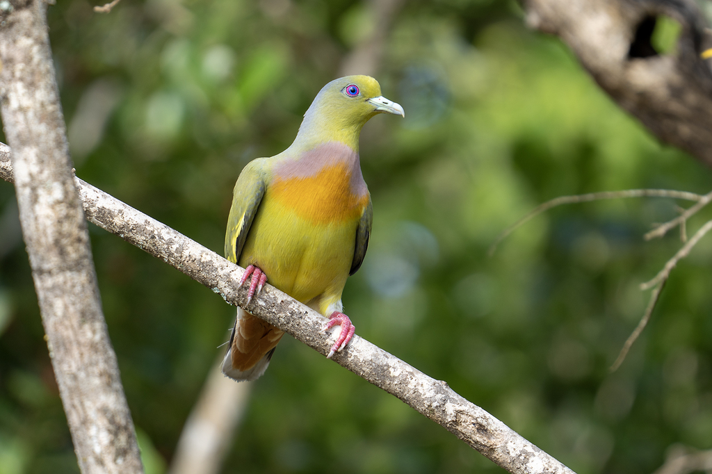 Orange-breasted Green-Pigeon (Treron bicinctus) photo