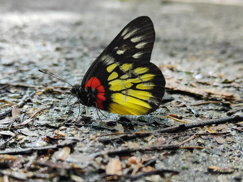 Red-based Jezebel