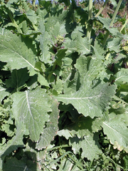 Brassica napus napus