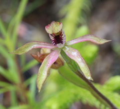 Caladenia atradenia