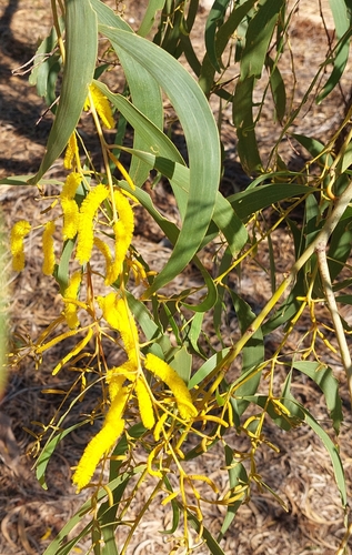 Pindan Wattle (Acacia tumida)