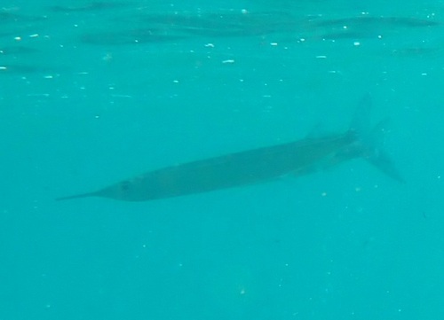 Tropical halfbeak (Hyporhamphus affinis) — Hemiramphidae