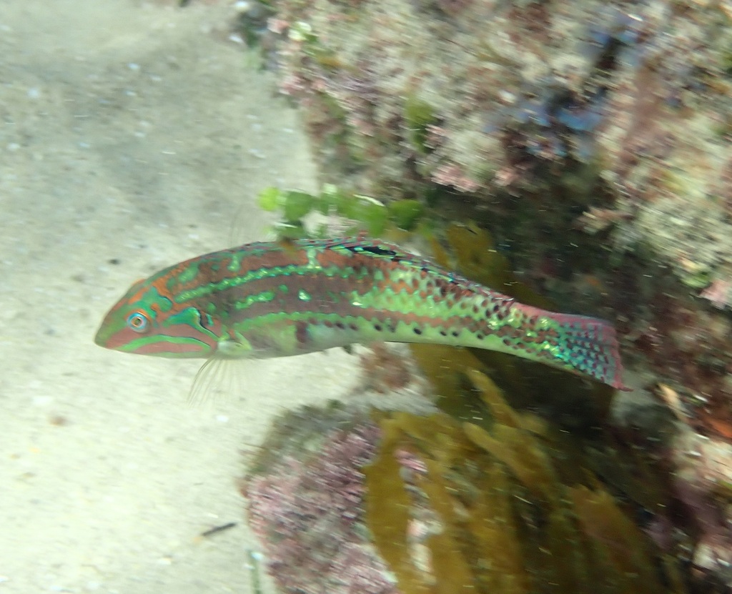 Kwa-Zulu Natal Wrasse
