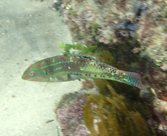 Kwa-Zulu Natal Wrasse photo 1