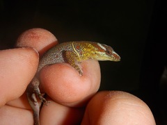 Gonatodes humeralis