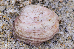 Semele rupicola