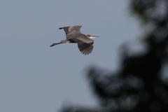 Ardea herodias