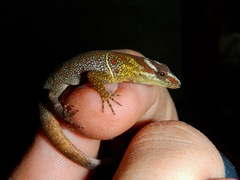 Gonatodes humeralis