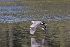 Ardea herodias