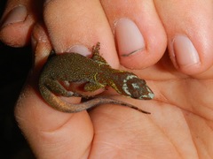 Gonatodes humeralis