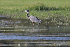 Ardea herodias