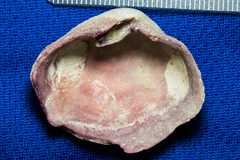 Semele rupicola
