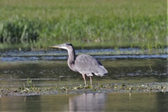 Ardea herodias