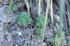 Sedum palmeri