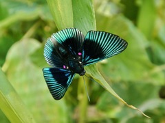 Lyropteryx apollonia