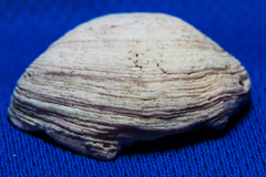 Semele rupicola