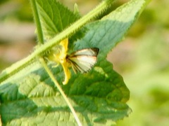 Pyrginae