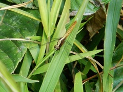 Erythemis peruviana