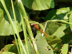 Erythemis peruviana