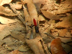 Erythemis peruviana