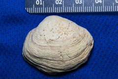 Semele rupicola