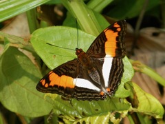 Adelpha