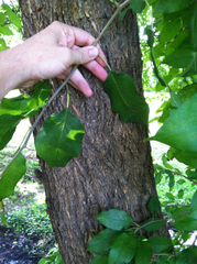 Maclura pomifera