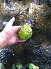 Maclura pomifera