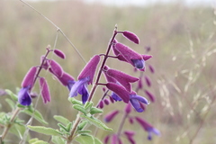 Salvia semiatrata