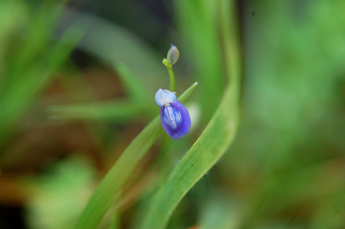 Utricularia graminifolia