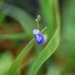 Utricularia graminifolia - Photo (c) Jayesh Pail, some rights reserved (CC BY-NC)
