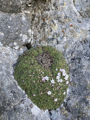 Androsace pubescens, photograph 6