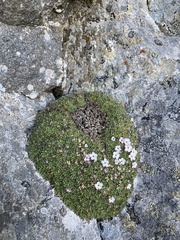 Androsace pubescens, photograph (c) Antoine MARNAT, some rights reserved (CC BY)