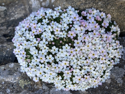 Androsace pubescens, photograph 4